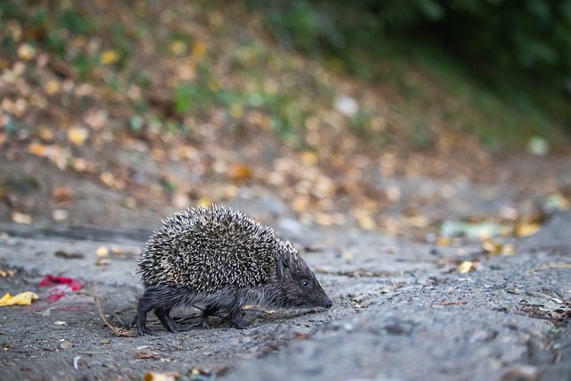 的重要参照 的重要参照